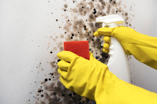 Best Professional Mold Removal  in Deschutes River Woods, OR