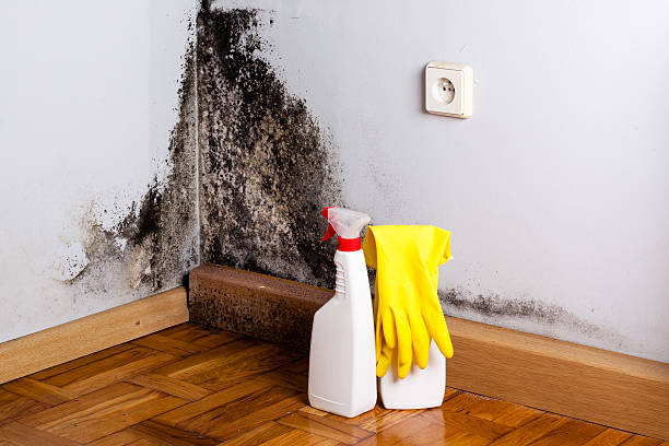 Best Same-Day Mold Removal  in Deschutes River Woods, OR