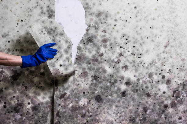 Best Mold Damage Repair  in Deschutes River Woods, OR