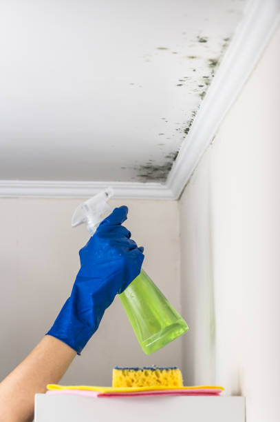 Home Mold Removal in Deschutes River Woods, OR